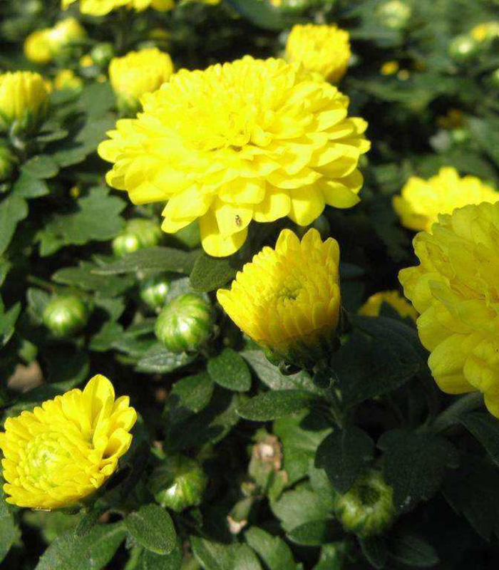 國慶菊（紅、黃）