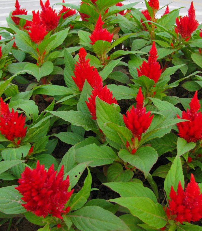 雞冠花（紅、綠葉）