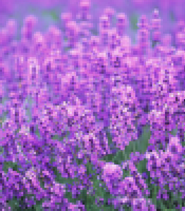 羽葉薰衣草